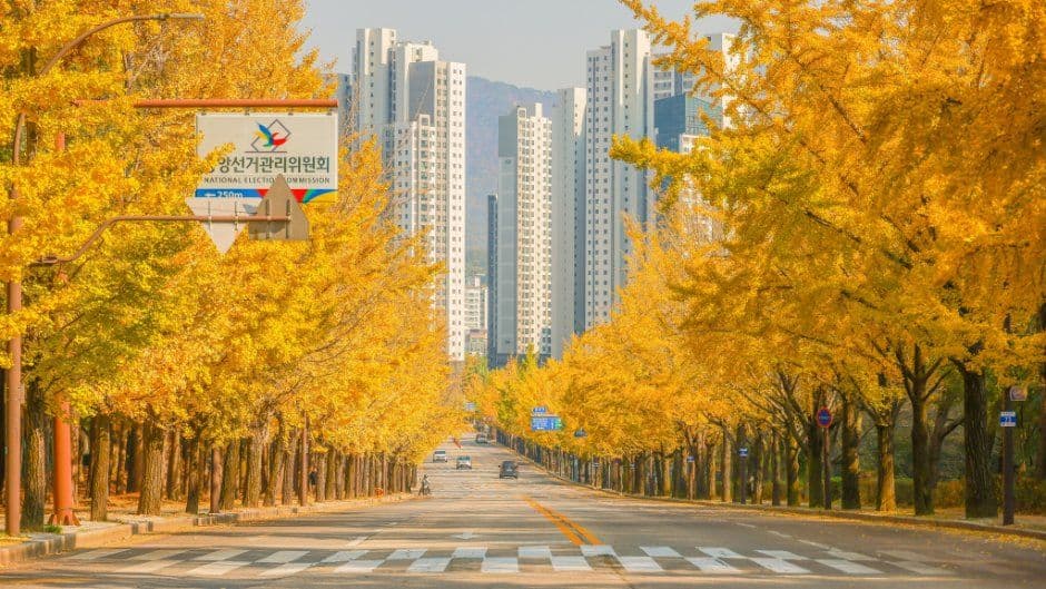 과천 은행나무길