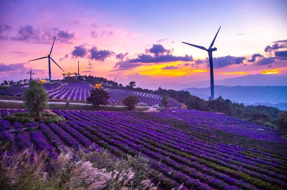 2025 감악산 꽃별 여행 5